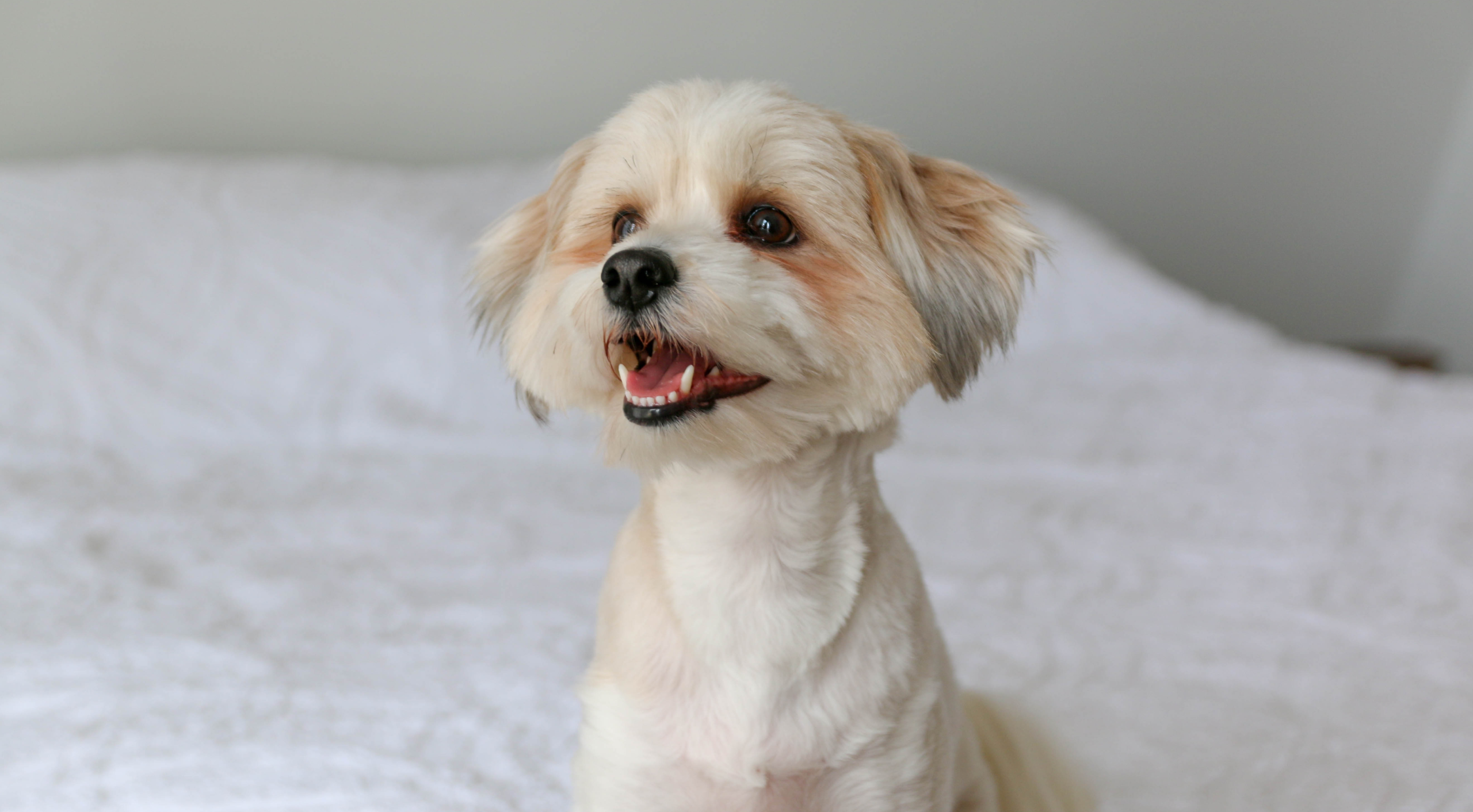 全動物の健康と安心安全の医療で支える