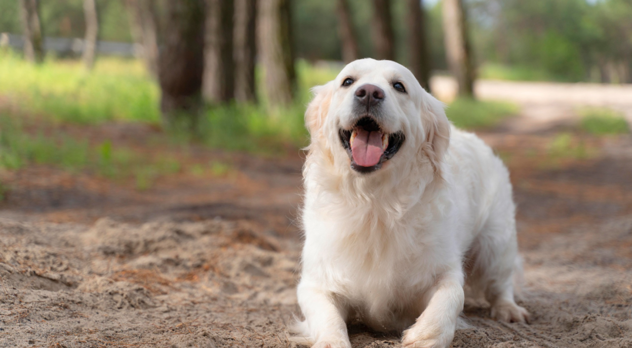 全動物の健康と安心安全の医療で支える